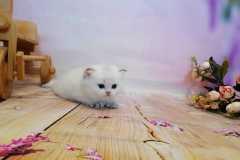 IMG-20201101-WA0025-1