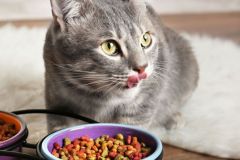 Ratgeber-Katze-Gesundheit_Ernaehrungssensibel_Napf_1200x527