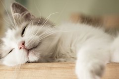 Ratgeber-Katze-Navigation-Schlafen2_1200x527