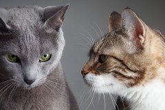 Ratgeber_Katze_Erziehung_ZweiKatzen_1200x527