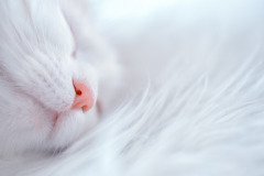cat-g40ec421ed_1920