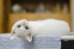 kitten-g88bb885a1_1920